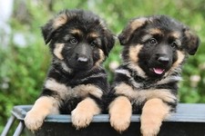 Alsatian, German Shepherd Dog, puppies, themed  blank greetings card, 