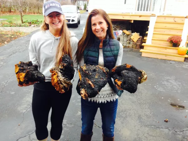 Organic Chaga mushroom Wild Harvested from live Birch trees Multiple sizes