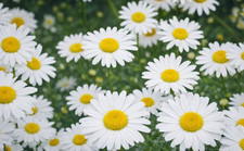 2500 Graines de Marguerite des Prés Méthode BIO fleur plante vivace