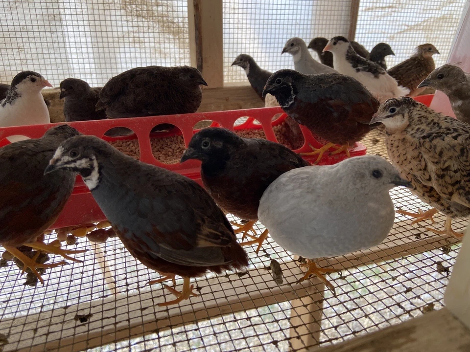 Fertile Button Quail 12 Hatching Eggs - Variety of Colors - Shipped in Foam