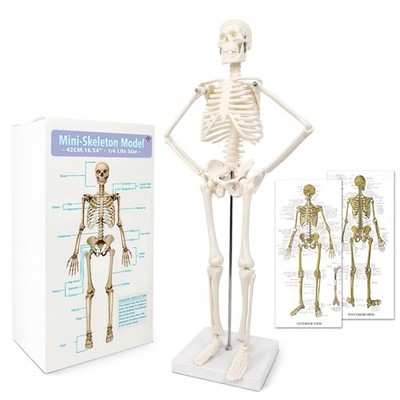 NEW HORIZON 17.7  Human Skeleton Model for Anatomy,Movable 45CM, Bone Color