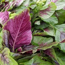 RARE✿ New! Heirloom Leaf Amaranth Multicolor 50+ Seeds ●Warm Season Crop