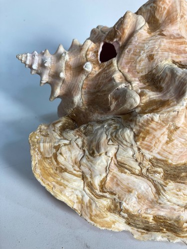 Vintage Large Natural Queen Lovely Pink Conch Sea Shell Seashell 17x20cm 1.4kg - Picture 6 of 15