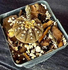 Gymnocalycium ragonesii, cactus plant