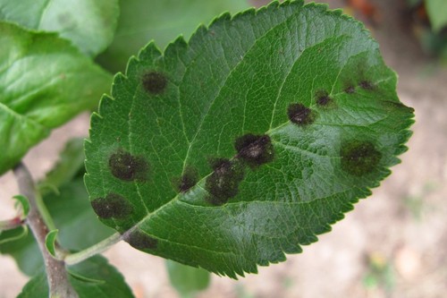SYLLIT 65WP 45g FUNGIDAL CURLI SCABBE Blight LEAF FLECK - Bild 8 von 12