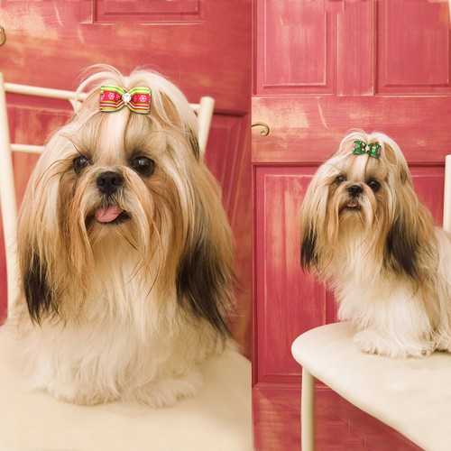 20/100pcs Halloween Dog Pet Hair Bows Rubber Band Headdress Grooming Accessories - Picture 16 of 45