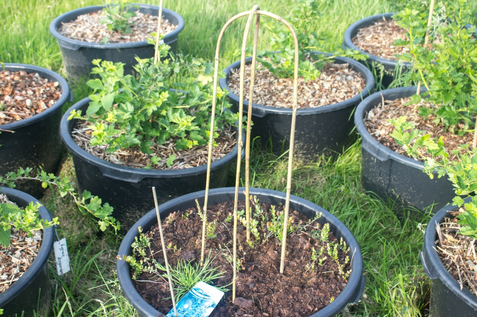 XL UBogen 19cm breit Bambus Bambusstab gebogen Rankhilfe Pflanzen