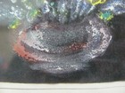 Picture 4 of 9