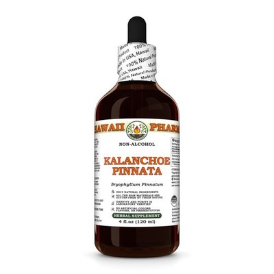 Kalanchoe Pinnata (Bryophyllum Pinnatum) Glycerite, Leaf And Stem Liquid Extract