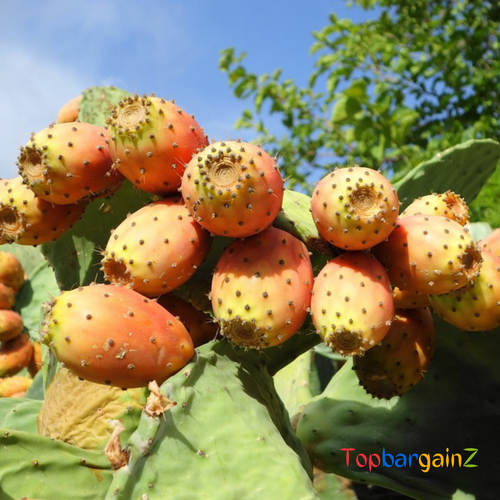 Moroccan Prickly Pear Seed Oil Pure Anti Ageing Skin Face Treatment Barbary Fig - Picture 11 of 12