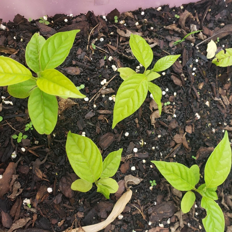 Ylang Ylang tree live, The Perfume Tree.  Rare and beautiful. - Image 3 of 4