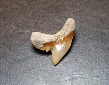 Gainesville Florida Vivid Tiger Sharktooth Fossil