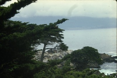 c1960's Kodachrome 35mm Slide Point Lobos State Natural Reserve California Coast