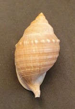 Galeodea echinophora