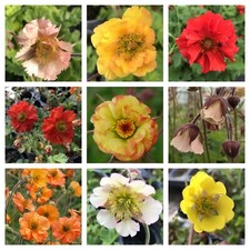 Geums/ Avens in Wide Range of Colours Spring/summer Blooming 
