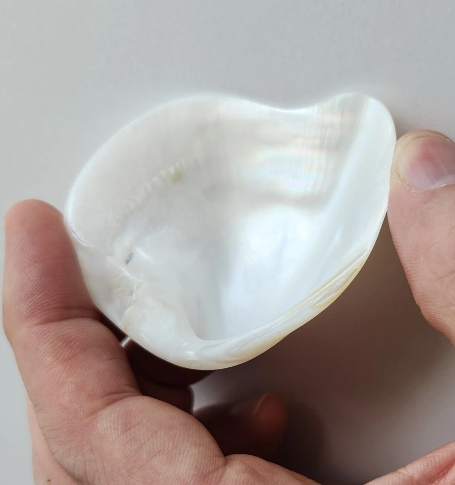 Beautiful Natural Freshwater Clam Shell Iridescent White Specimen Polk County TX - Image 4 of 4