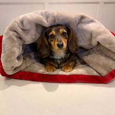 Large snuggle sack dachshund covered bed pet sleeping bag igloo bed NEW