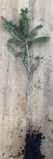 Norway Spruce (Picea abies) tree 20-40cm cell grown