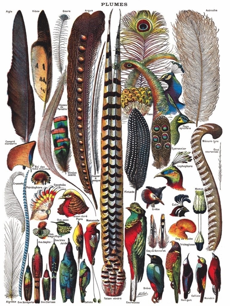 Нью-Йоркская компания по производству пазлов Feathers - Плюмажи