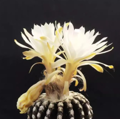 Succulent Plant Discocactus horstii Buining & Brederoo ex Buining ownroot