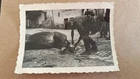 WW2 German Photo: Farrier / Blacksmith Shoeing Horse Shoe
