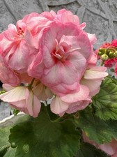 Geranium flower seeds | Geranium lite pink flower seeds 80-90 seeds