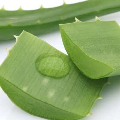 500 Gr di Foglie ALOE VERA tante Foglie taglio fresco pianta biologica GEL  | eBay