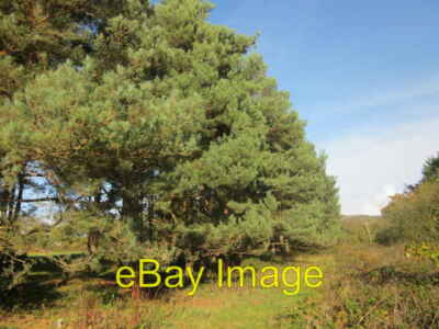 Photo 6x4 Rhes o goed pinwydd / A row of pine trees These pine trees mark c2011