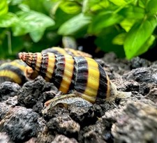 3 Live Assassin Snails Clea Helena Live Freshwater Snails/pest snail control