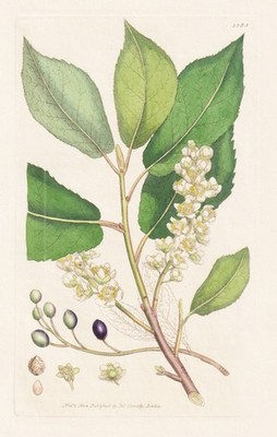 Prunus Padus cherry cherry pomology botany copperplate Sowerby Smith 1804