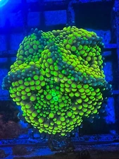 CE- WYSIWYG Multi Color Ricordea Mushroom Frag Live Coral LPS Zoa SPS #R1GL11
