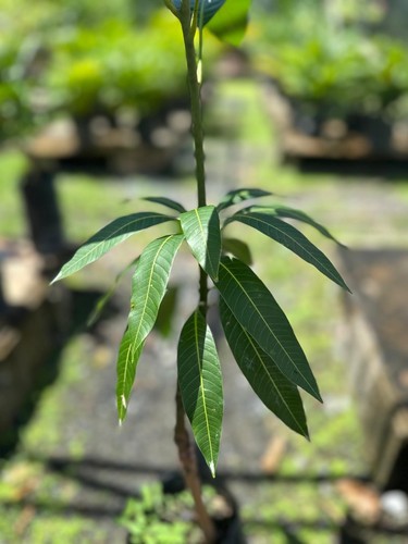 Big Grafted Mango (Mangifera ) Alphonso Live Fruit Tree (1.5-3 ft) Indica - Picture 6 of 11