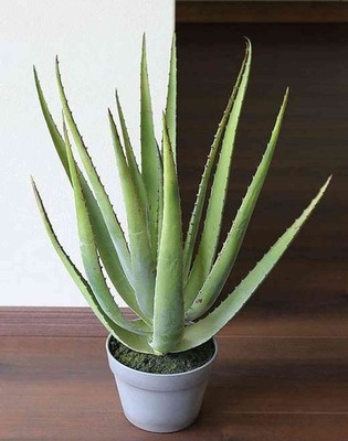 artplants Künstliche Aloe NAMIKA im Topf, grün, 60cm