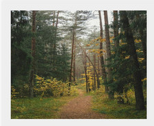 Paint by number kit beautiful forest scene.