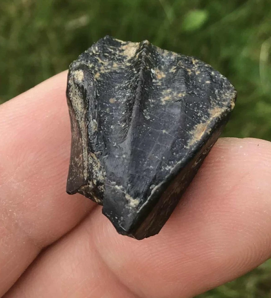 Batyrosaurus iguanodon fossil tooth dinosaur UK Jurassic world - Image 3 of 4