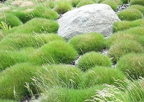 3 x Festuca gautieri (Ziergras/Gräser/Stauden/Bodendecker) Bärenfellgras - Bild 2 von 8