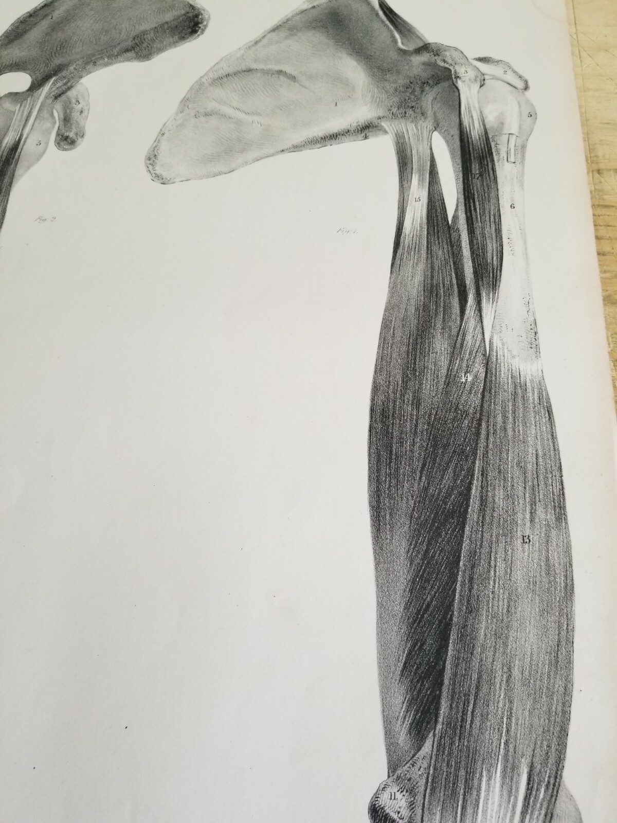 19.5" X 12" W.Fairland Anatomy Engraving Print From 1837(UNIVERSITY OF LONDON)