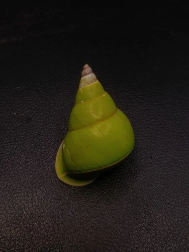Papustyla pulcherrima land sea shell 38mm. Manus island #17469