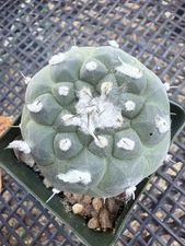 Turbinicarpus Lophophoroides  Large Flowering Size!