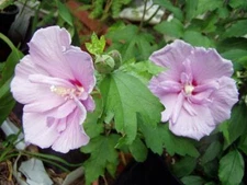 Hibiscus species | Mixed Colors | 20 Seeds