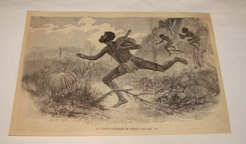 1878 magazine engraving~ AFRICAN MEN CATCHING BUTTERFLIES
