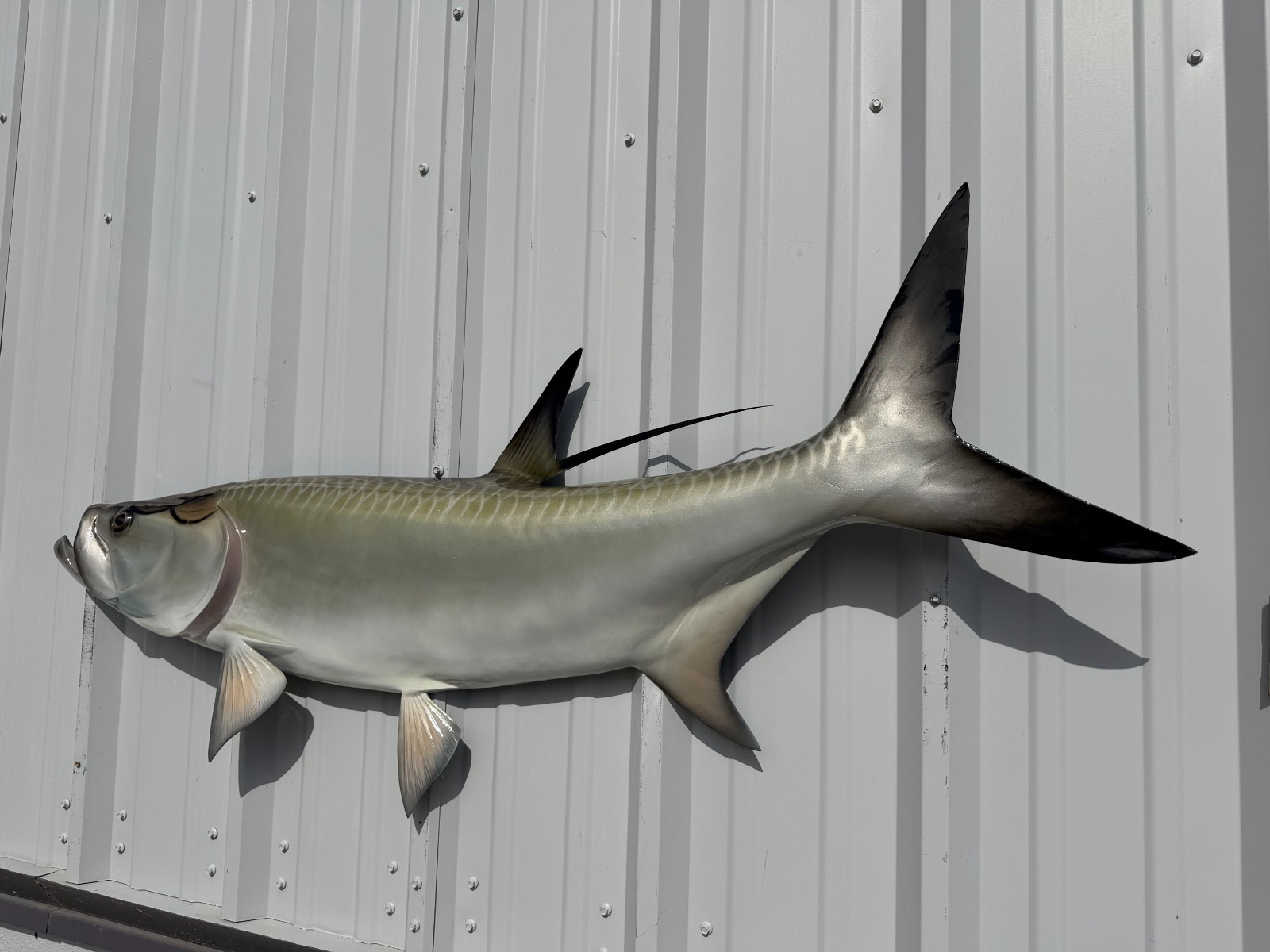 57" Tarpon Half Mount Fish Replica - Quick Production