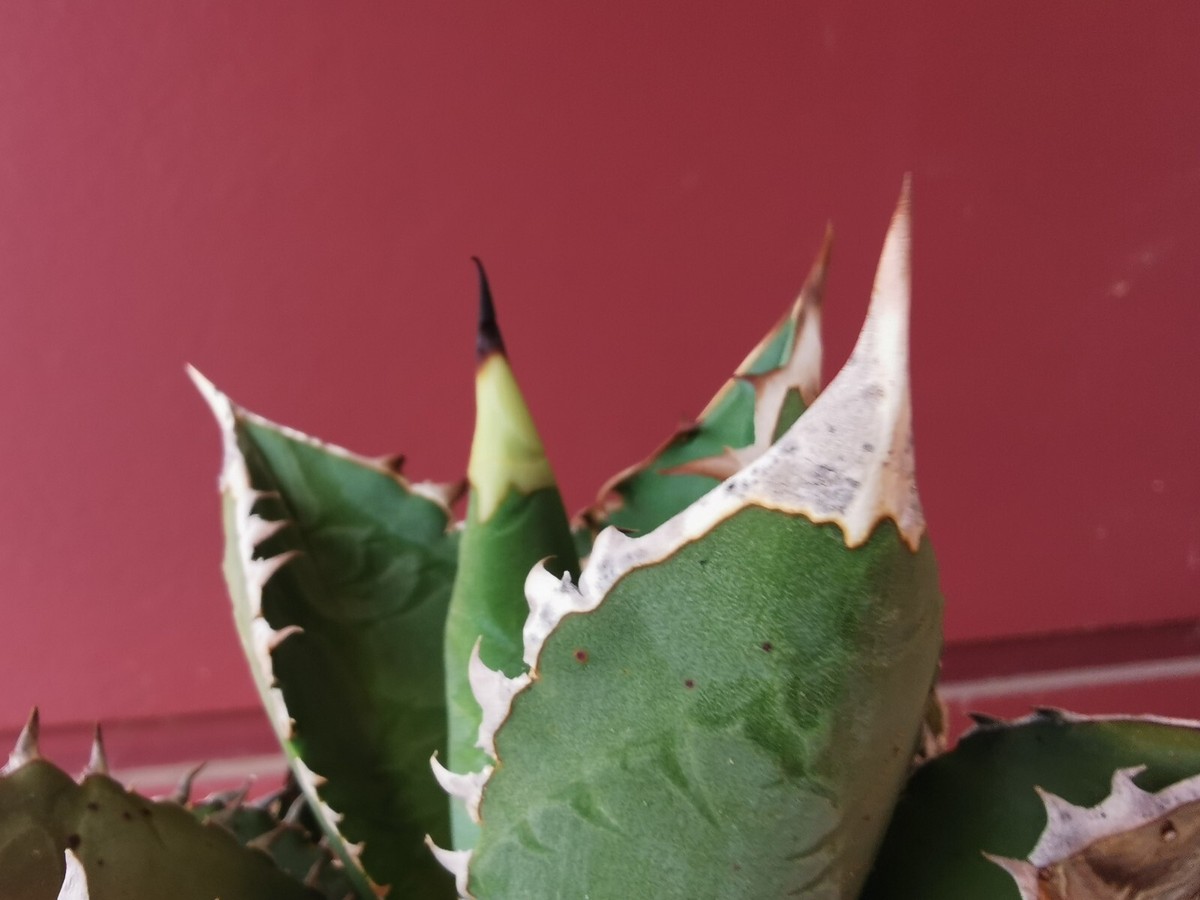 アガベ　FO-076 from italia Agave Titanota, Agave Oteroi, FO-076 Hakugei, special, Agave