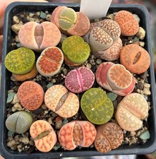 18er Lithops Mix Mesembs Sukkulenten Lebende Steine EB-MS1663-T7