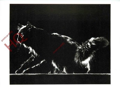 Picture Postcard_ Cat, Gjon Mili, Blackie on the Alert