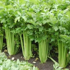 Tall Celery Seeds 2500+ | Non-GMO Heirloom Garden Seeds