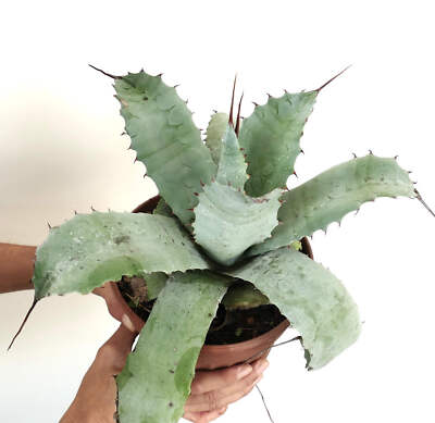 Agave parrasana X Agave utahensis var. eborispina - Parrasana