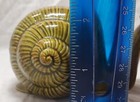 Green Ceramic Snail 4 " Long 2 1/2" H Glossy Glaze — photo 5