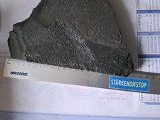 fossilien, PERM, Kupferschiefer, Pygopterus Humboldti