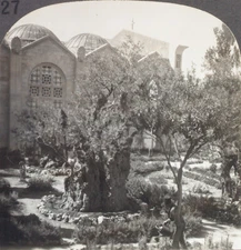 Keystone Stereoview Garden of Gethsemane, Jerusalem from 1920’s 400 Set #227 B